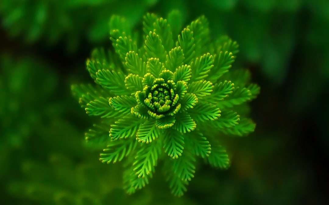 Sinergias y antagonismos entre las plantas enteogénicas de los nahuas de Guerrero