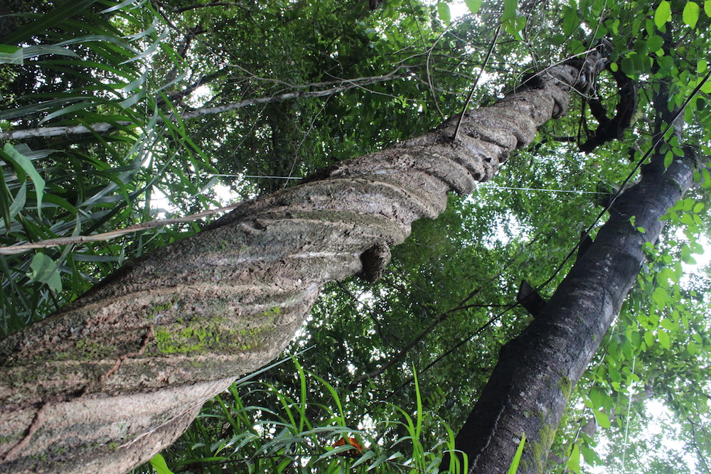 Como preservar una ayahuasca “enredada”