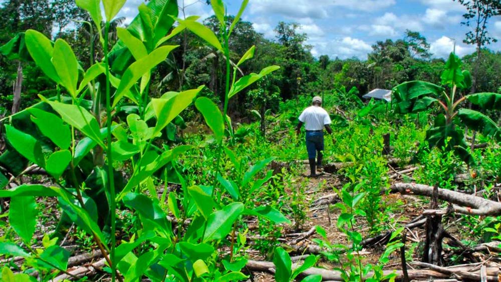Análisis de los Impactos Ambientales del Cultivo de Coca en Colombia