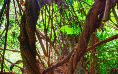 La continua globalización de la ayahuasca: una perspectiva indígena