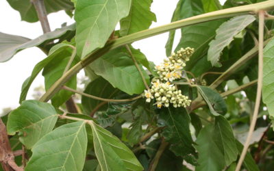 El Yoco, planta de conocimiento, protagonista del primer Santuario de Plantas Medicinales en Colombia