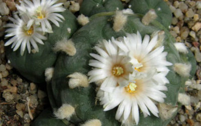 Estrategias de conservación para la sustentabilidad de los jardines de peyote ¿Cuál es el enfoque indígena?