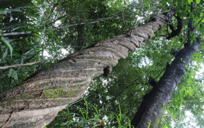 Como preservar una ayahuasca “enredada”