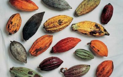 El Cacao y los Theobroma: Plantas Medicinales y Enteogenicas que Transcienden Fronteras
