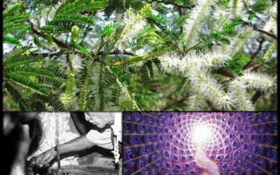 Tepezcohuite/Jurema: El Árbol Medicinal Sagrado de América