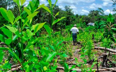 Análisis de los Impactos Ambientales del Cultivo de Coca en Colombia